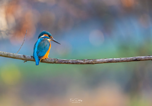 alcedo atthis martin pecheur male modifier alcedo atthis martin pecheur male modifier