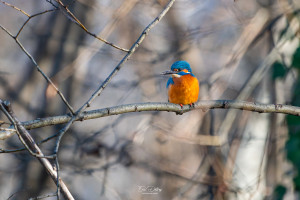 alcedo atthis martin pecheur male 13 modifier alcedo atthis martin pecheur male 13 modifier