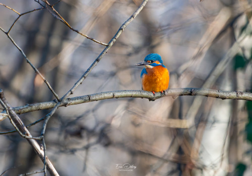 alcedo atthis martin pecheur male 13 modifier alcedo atthis martin pecheur male 13 modifier