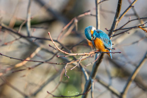 alcedo atthis martin pecheur male alcedo atthis martin pecheur male
