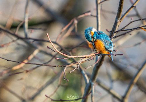 alcedo atthis martin pecheur male alcedo atthis martin pecheur male