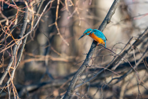 alcedo atthis martin pecheur male modifier alcedo atthis martin pecheur male modifier