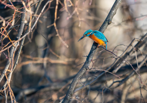 alcedo atthis martin pecheur male modifier alcedo atthis martin pecheur male modifier