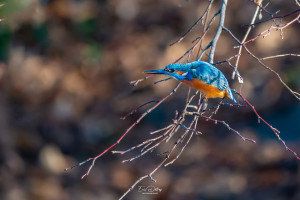 alcedo atthis martin pecheur male alcedo atthis martin pecheur male