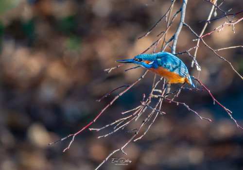 alcedo atthis martin pecheur male alcedo atthis martin pecheur male