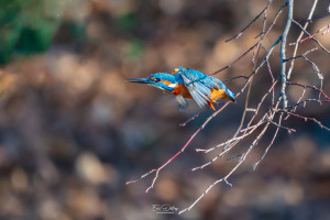 alcedo atthis martin pecheur male alcedo atthis martin pecheur male
