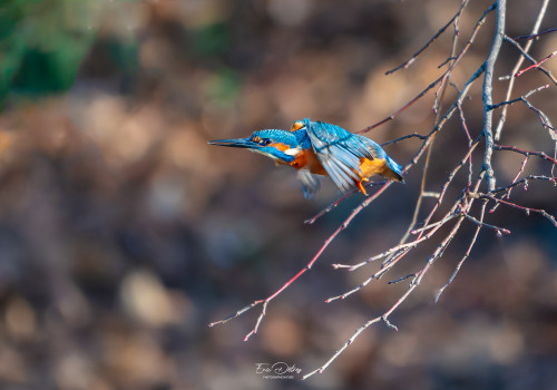 alcedo atthis martin pecheur male alcedo atthis martin pecheur male