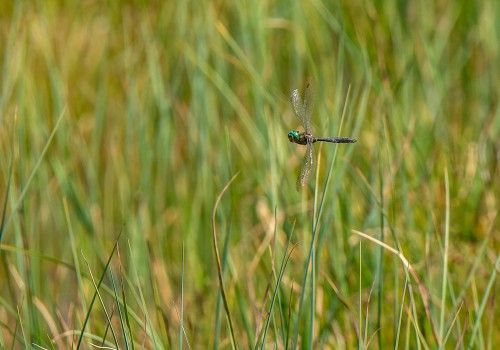 somatochlora alpestris  la cordulie alpestre 