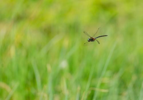 somatochlora arctica  la cordulie arctique 