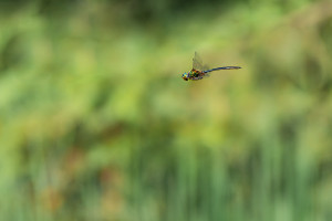 somatochlora arctica la cordulie arctique somatochlora arctica la cordulie arctique