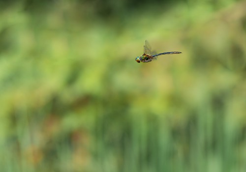 somatochlora arctica  la cordulie arctique 