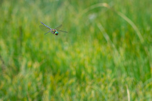 somatochlora arctica la cordulie arctique nef dxo deepprime xd2 somatochlora arctica la cordulie arctique nef dxo deepprime xd2