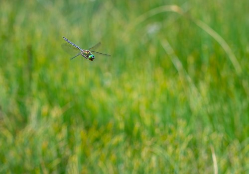 somatochlora arctica  la cordulie arctique  nef dxo deepprime xd2