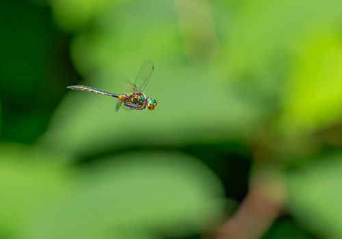 somatochlora flavomaculata   cordulie a taches jaunes male