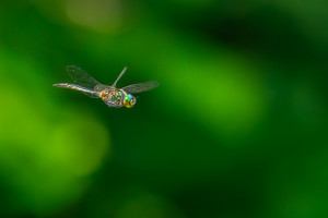 somatochlora flavomaculata cordulie a taches jaunes male somatochlora flavomaculata cordulie a taches jaunes male