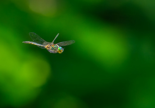 somatochlora flavomaculata   cordulie a taches jaunes male