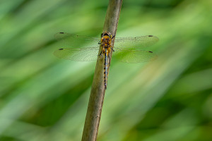 somatochlora flavomaculata cordulie a taches jaunes somatochlora flavomaculata cordulie a taches jaunes