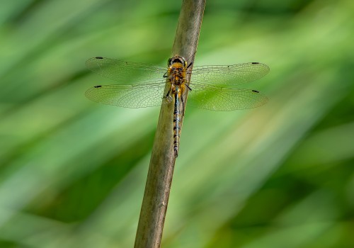 somatochlora flavomaculata  cordulie a taches jaunes 