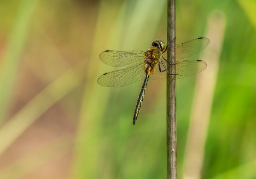 somatochlora flavomaculata  cordulie a taches jaunes 