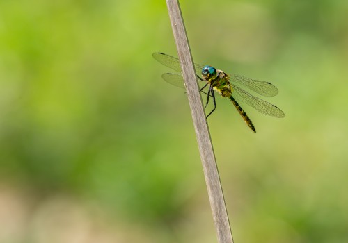 somatochlora flavomaculata  cordulie a taches jaunes 