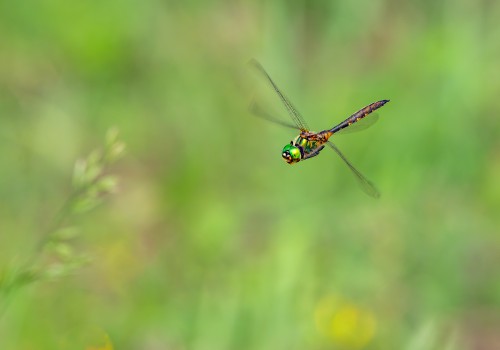 somatochlora flavomaculata  cordulie a taches jaunes 