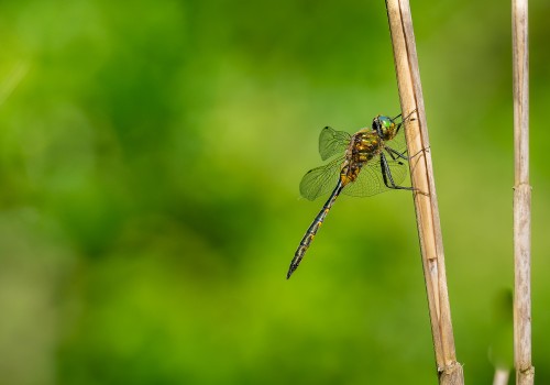 somatochlora flavomaculata  cordulie a taches jaunes 