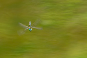 somatochlora metallica somatochlora metallica