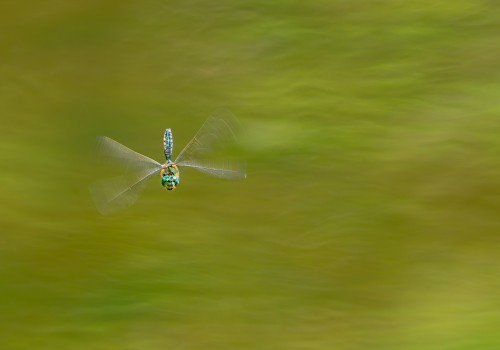 somatochlora metallica