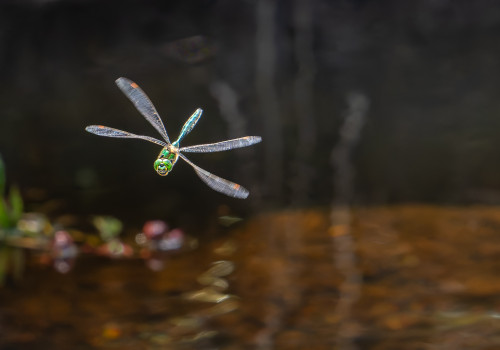 somatochlora metallica