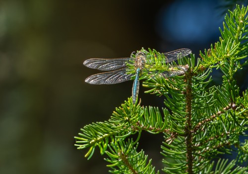 somatochlora metallica