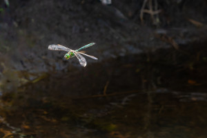 somatochlora metallica somatochlora metallica