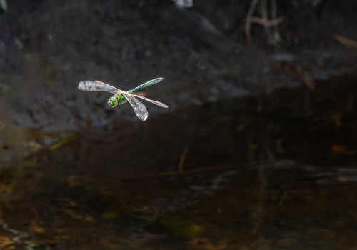 somatochlora metallica