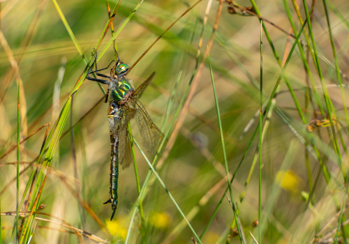 somatochlora metallica femelle
