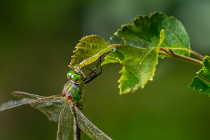 somatochlora metallica femelle somatochlora metallica femelle