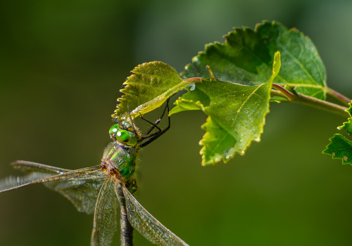 somatochlora metallica femelle