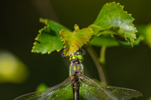 somatochlora metallica femelle somatochlora metallica femelle