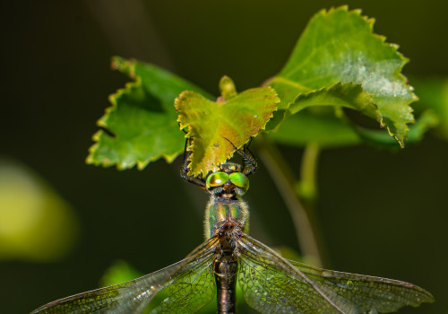 somatochlora metallica femelle