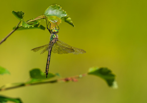 somatochlora metallica femelle