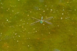 somatochlora metallica male somatochlora metallica male