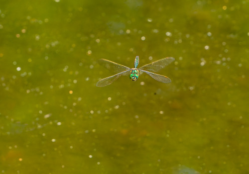 somatochlora metallica male