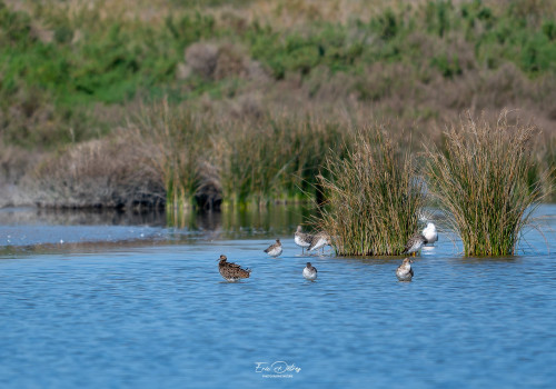 calidris pugnax   combattant varie
