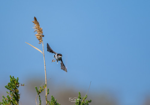 curruca melanocephala   fauvette melanocephale