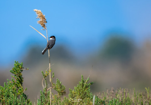 curruca melanocephala   fauvette melanocephale
