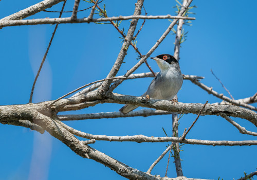 curruca melanocephala   fauvette melanocephale