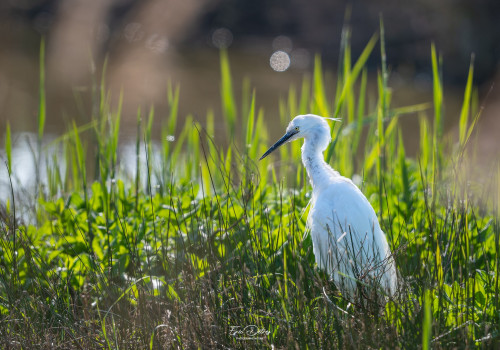 egretta garzetta   aigrette garzette