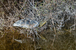 emys orbicularis cistude d europe emys orbicularis cistude d europe