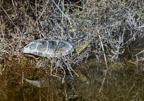 emys orbicularis   cistude d europe