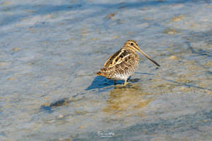 gallinago gallinago becassine des marais gallinago gallinago becassine des marais