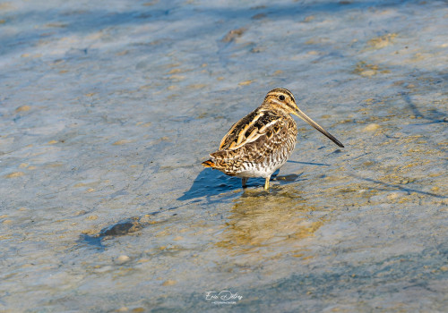 gallinago gallinago   becassine des marais