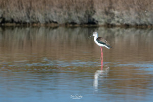 himantopus himantopus echasse blanche himantopus himantopus echasse blanche